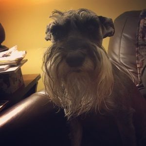 Meet your Posher, Penny